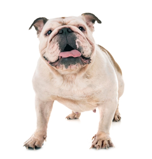 Retrato de um cão sentado contra um fundo branco