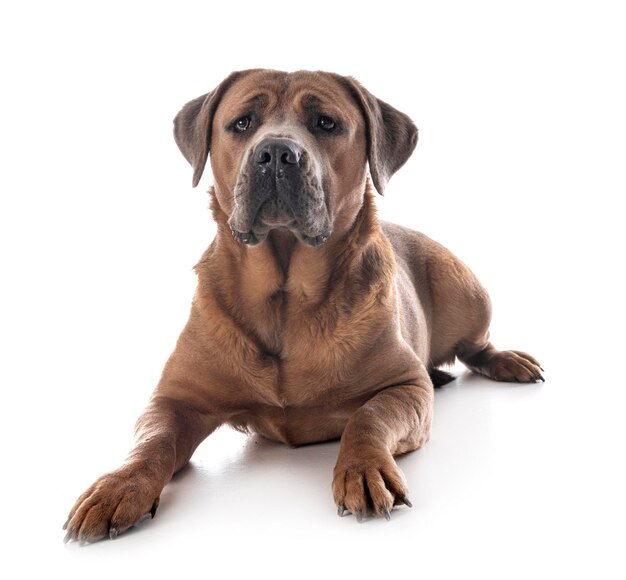 Foto retrato de um cão sentado contra um fundo branco