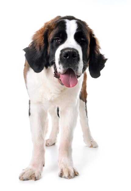 Foto retrato de um cão sentado contra um fundo branco