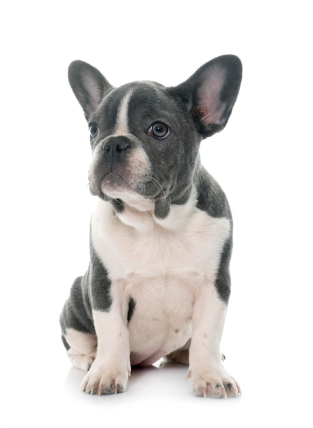 Retrato de um cão sentado contra um fundo branco