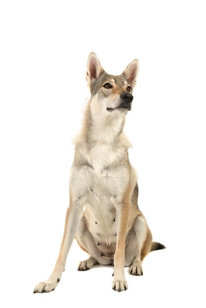 Retrato de um cão sentado contra um fundo branco