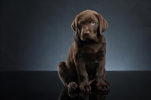 Retrato de um cão sentado contra um fundo cinzento