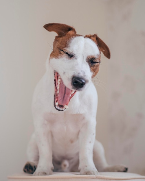 Retrato de um cão sentado em casa