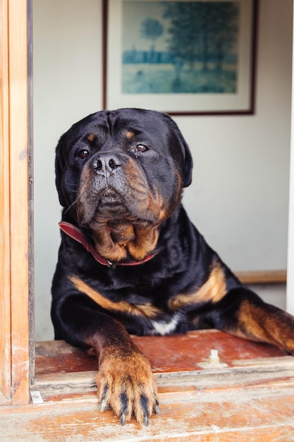 Foto retrato de um cão sentado em casa