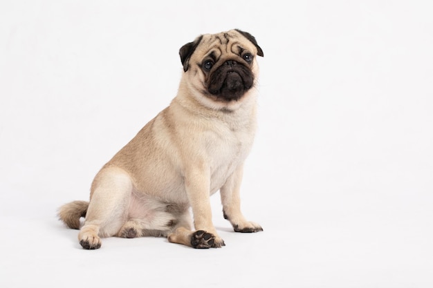 Retrato de um cão sentado em fundo branco