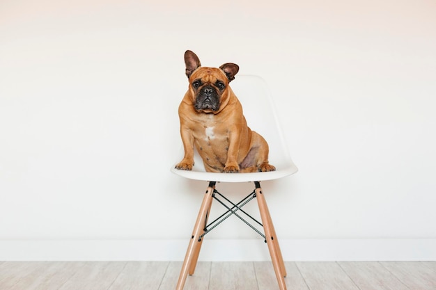 Retrato de um cão sentado em uma cadeira