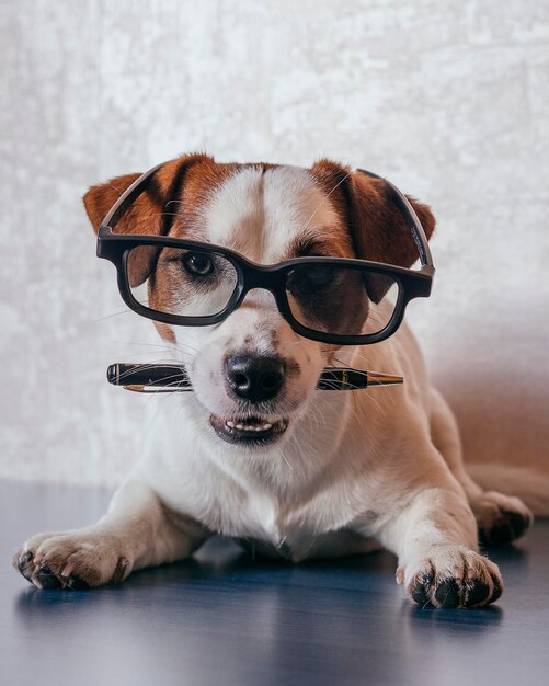 Foto retrato de um cão sentado em uma mesa