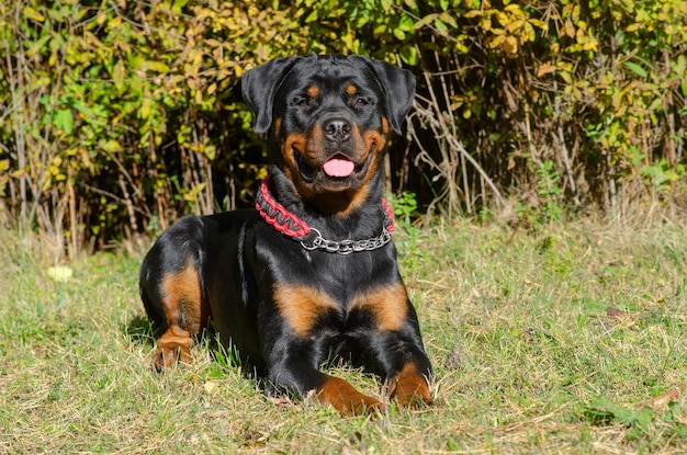 Foto retrato de um cão sentado na grama