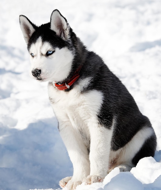 Retrato de um cão sentado na neve