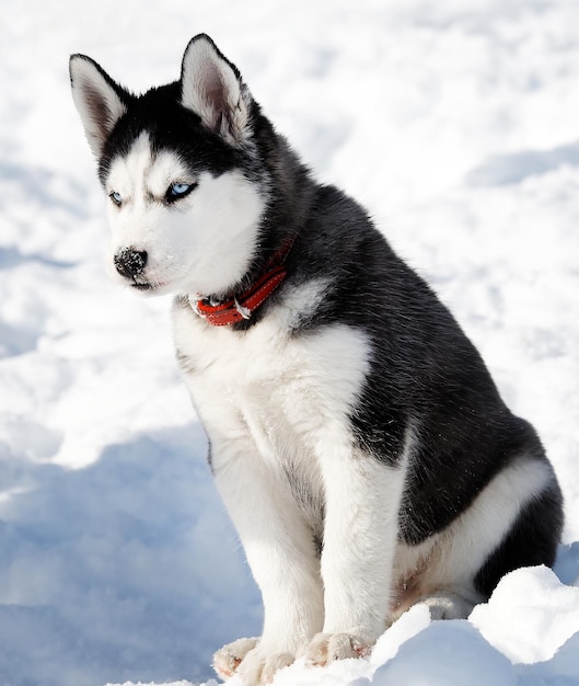 Foto retrato de um cão sentado na neve