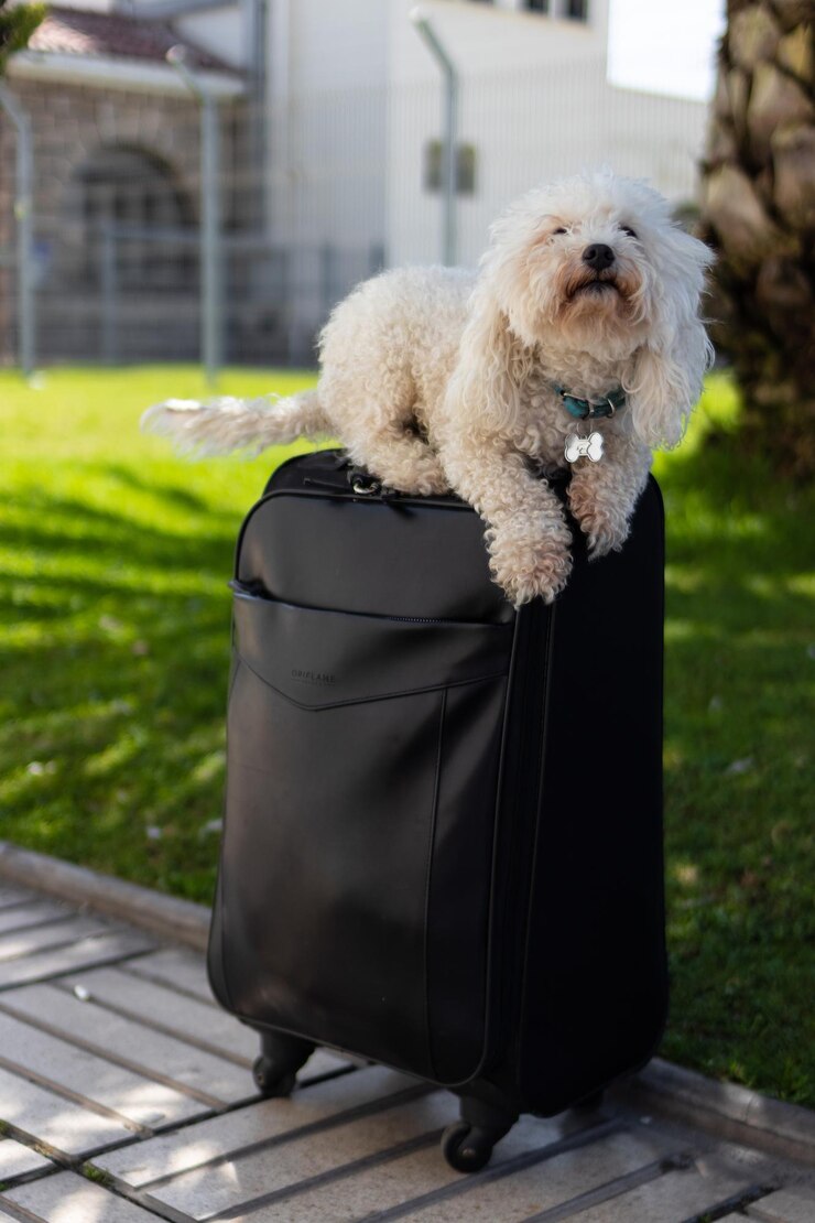 Foto retrato de um cão sentado no assento