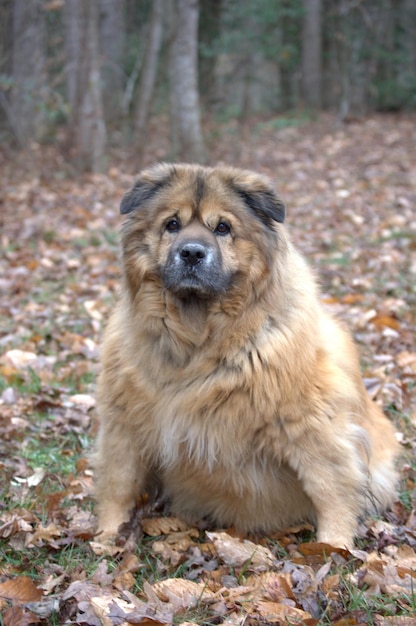 Foto retrato de um cão sentado no campo