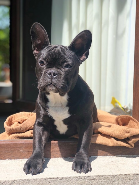 Foto retrato de um cão sentado no chão em casa