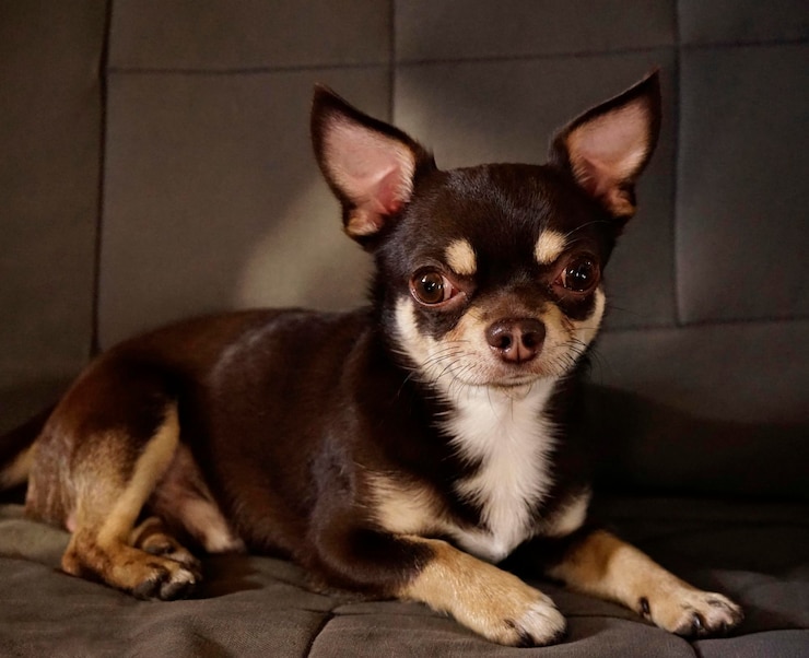 Foto retrato de um cão sentado no chão em casa