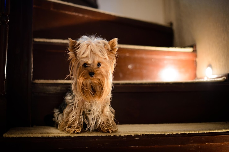 Foto retrato de um cão sentado no chão em casa