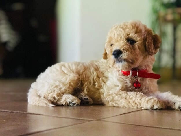 Retrato de um cão sentado no chão em casa