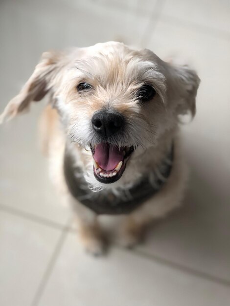 Retrato de um cão sentado no chão