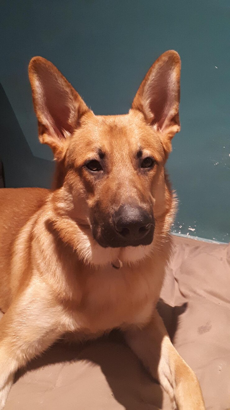 Foto retrato de um cão sentado no chão