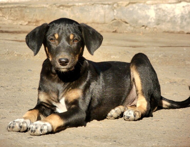 Foto retrato de um cão sentado no chão