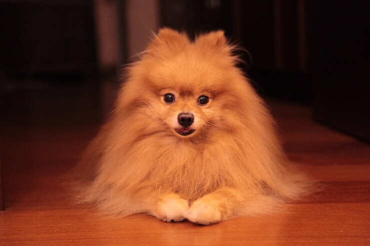 Foto retrato de um cão sentado no sofá em casa