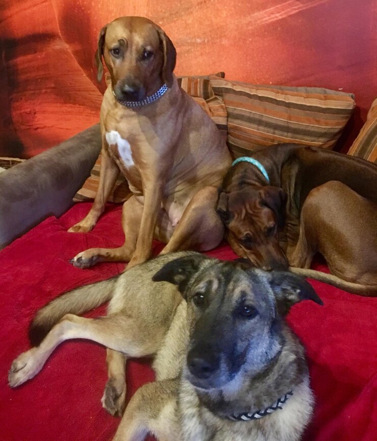 Foto retrato de um cão sentado no sofá