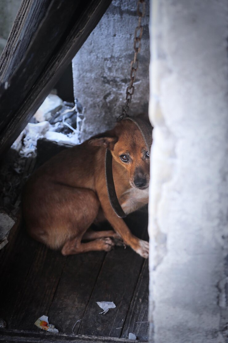 Foto retrato de um cão sentado