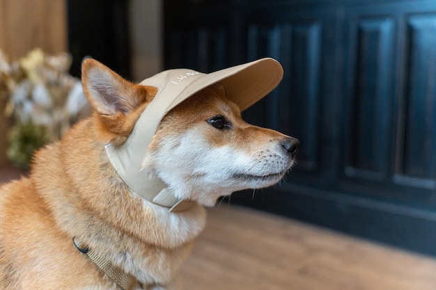 Retrato de um cão Shikoku, uma raça japonesa com aparência engraçada, feliz e louco, jovem Shikoku Dog