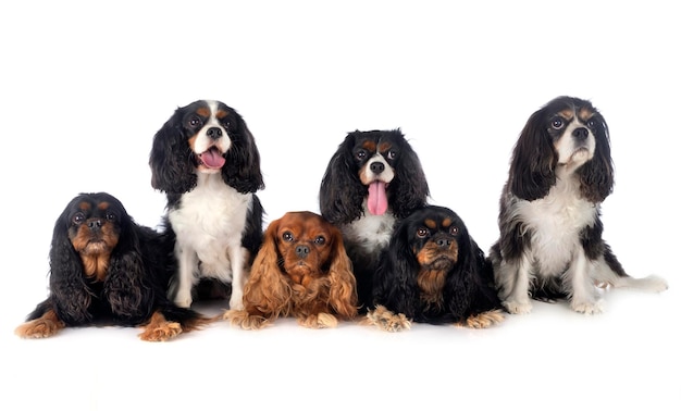 Foto retrato de um cão sobre fundo branco