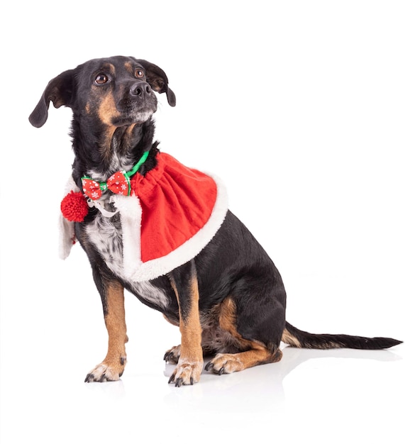 Retrato de um cão tricolor com uma capa vermelha de natal