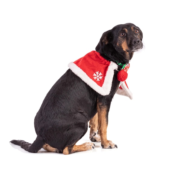 Retrato de um cão tricolor com uma capa vermelha de Natal