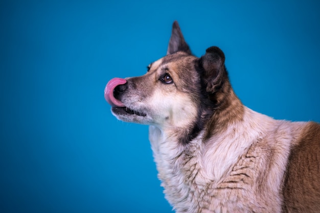 Foto retrato de um cão triste de um abrigo. fechar-se