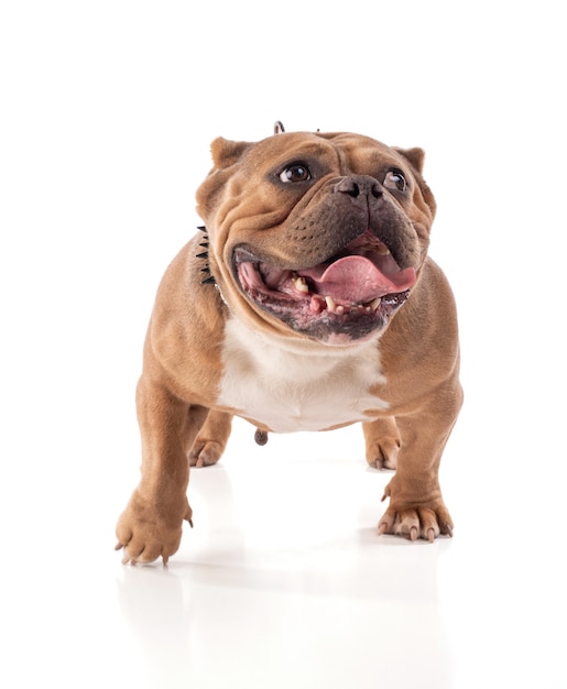 Retrato de um cão valentão americano em um fundo branco