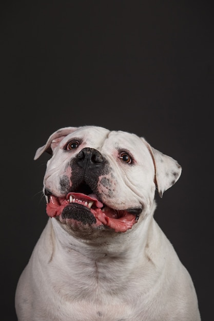 Retrato de um cão valentão animado em um cinza escuro