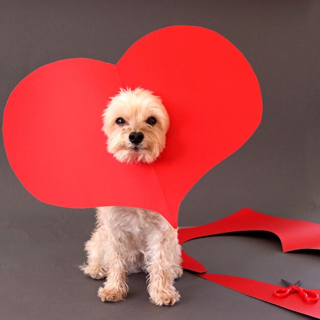Retrato de um cão vestindo um colar vermelho em forma de coração contra um fundo cinzento