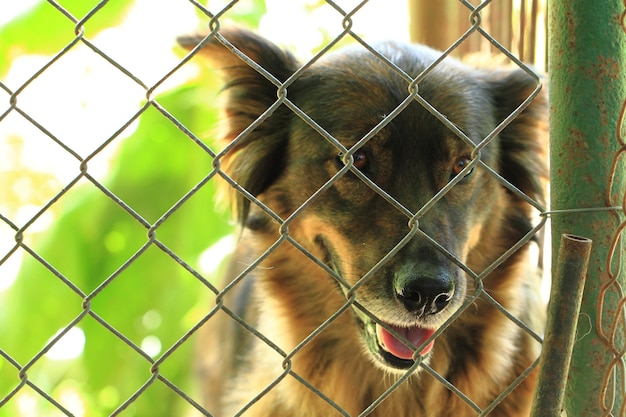 Retrato de um cão visto através de uma cerca de cadeia