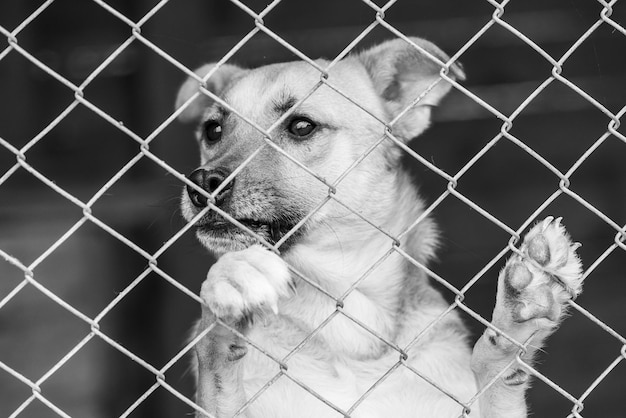 Foto retrato de um cão visto através de uma cerca de cadeia
