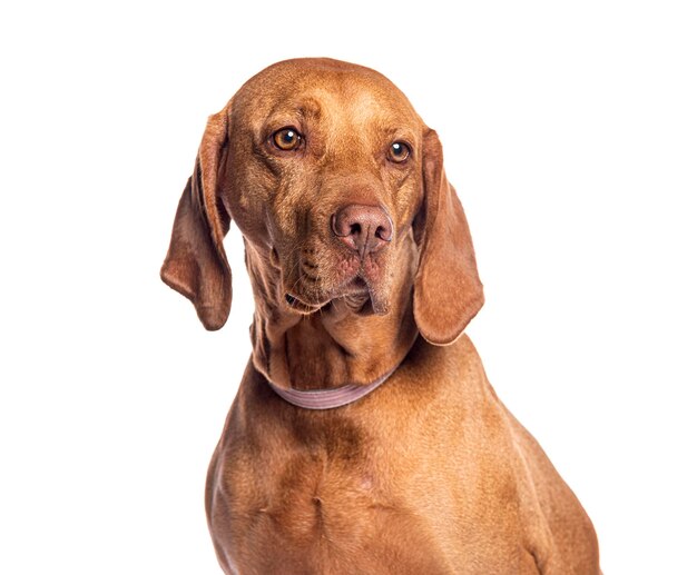 Retrato de um cão vizsla húngaro olhando para longe em fundo branco
