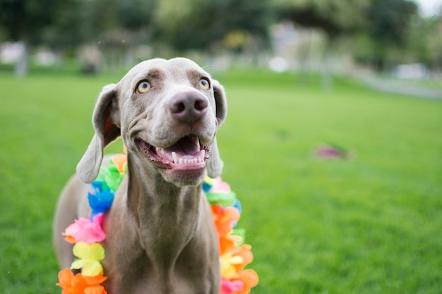 Foto retrato de um cão weimaraner muito feliz, com coleira havaiana de flor colorida no pescoço, curtindo e brincando no parque.