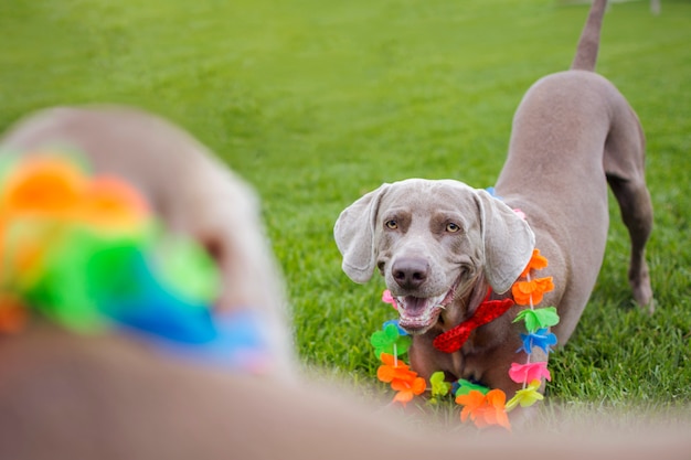 Retrato de um cão weimaraner, weimar, na frente de outro cão da mesma raça