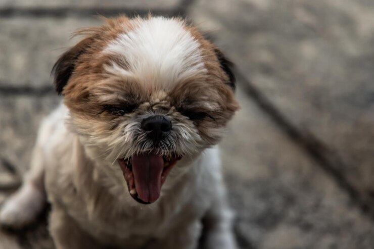 Foto retrato de um cão