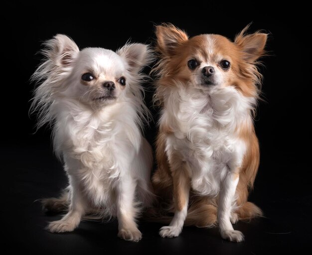 Retrato de um cão