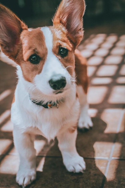 Foto retrato de um cão