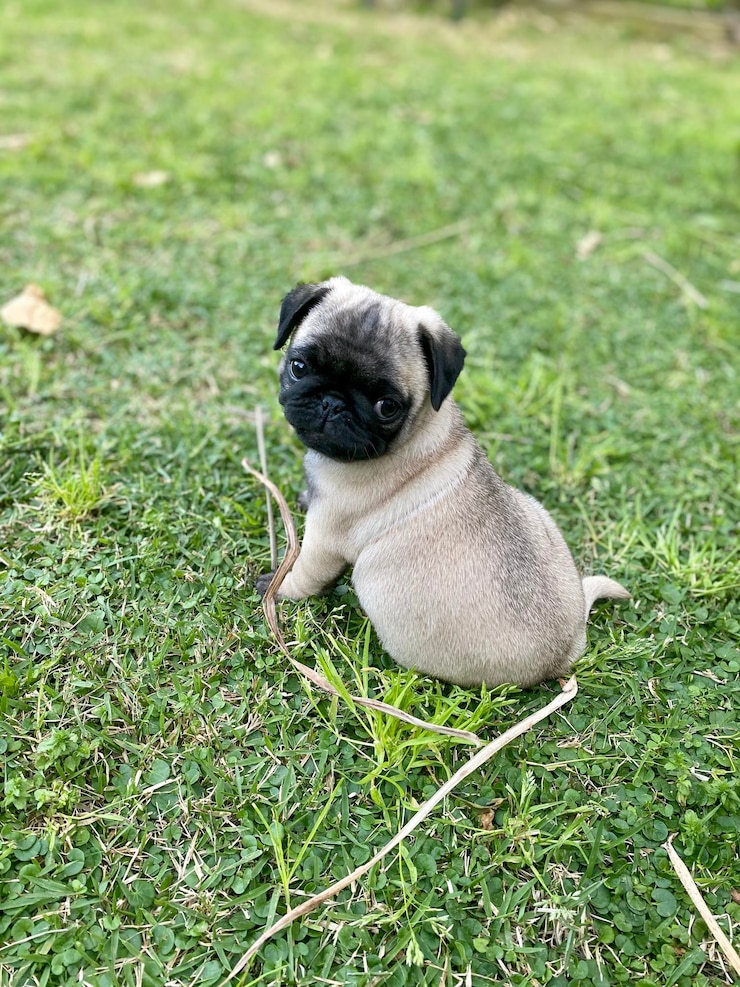 Foto retrato de um cão