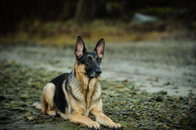 Retrato de um cão