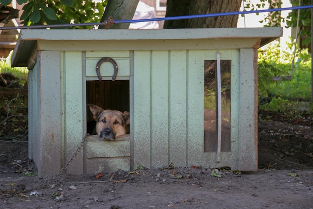 Retrato de um cão