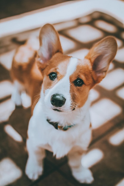 Retrato de um cão