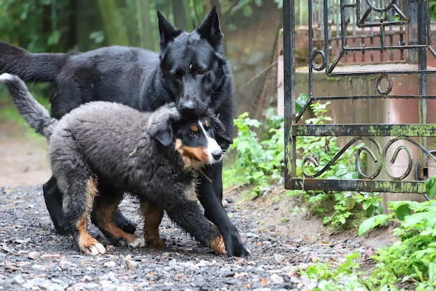 Retrato de um cão