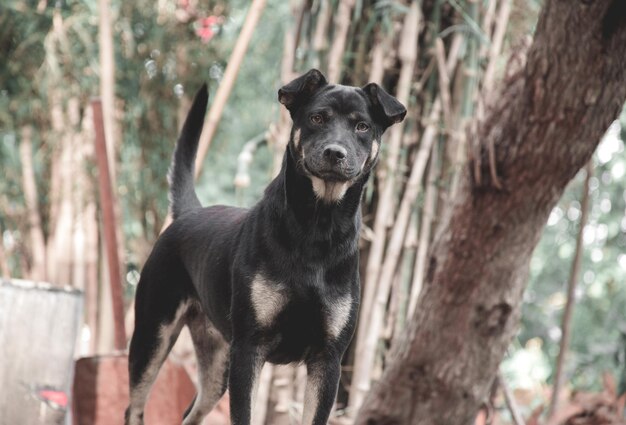 Retrato de um cão