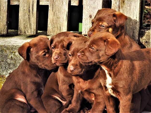 Foto retrato de um cão