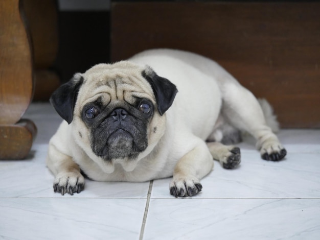 Foto retrato de um cão